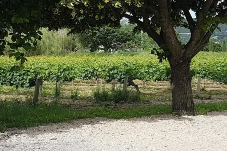 Alana, Maison 7 personnes à Vaison la Romaine - Photo 35