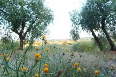 Paulonia, Séjour paisible dans une villa en Toscane - Photo 29