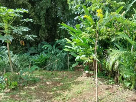 Maison cosy à Lamentin, 20m², climatisation, Maison 2 personnes à Lamentin - Photo 16