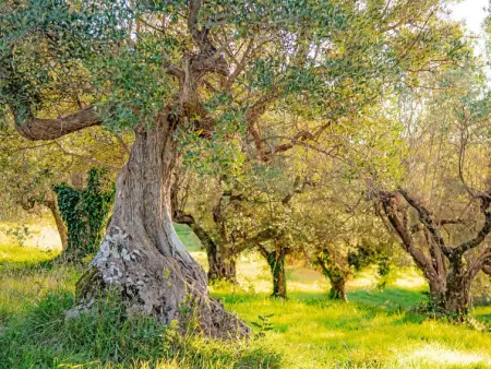 Tramonto, Maison 10 personnes à Guardistallo - Photo 55