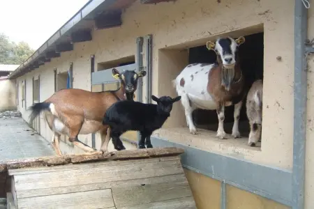 La Terrazza, Ferme en Ombrie près du Palazzo Bourbon - Photo 34