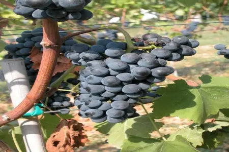 Il Giardiniere, Ferme à Umbertide proche du golf - Photo 37