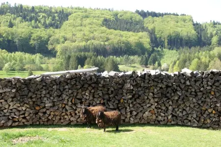 Mon Repos, Maison à Walscheid près forêt et lacs - Photo 29