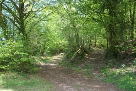 Mon Repos, Maison à Walscheid près forêt et lacs - Photo 30