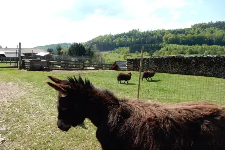 Mon Repos, Maison à Walscheid près forêt et lacs - Photo 36