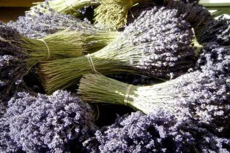 Villa Le Saint Tropez, Maison 8 personnes à La Garde Freinet - Photo 28