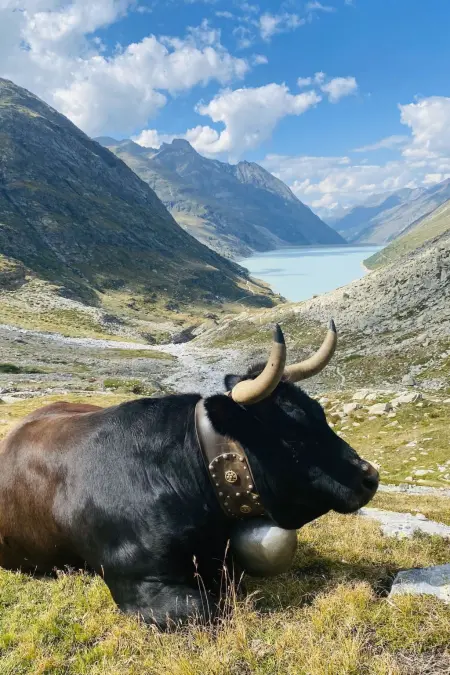 Arcadia, Appartement 4 personnes à Saas Grund - Photo 12