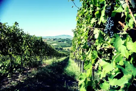 Fratello Campo, Appartement au milieu des vignes et du ciel bleu - Photo 24