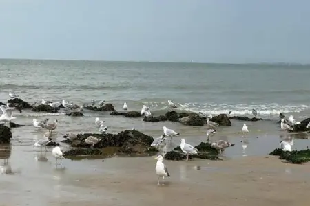 Residence Ma Joie-11, Appartement 6 personnes à KNOKKE HEIST - Photo 14
