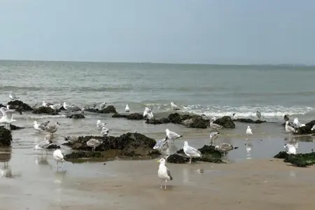 Residence Normandy-02, Appartement 4 personnes à KNOKKE HEIST - Photo 13