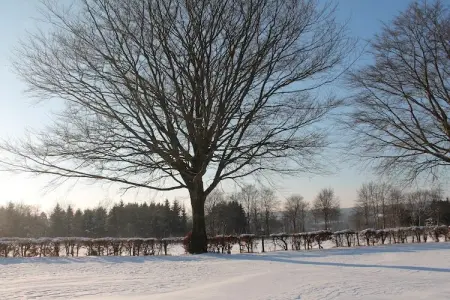 Le Goût du Bonheur, Maison à Waimes près de la réserve naturelle - Photo 20