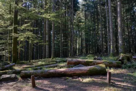Le Paradis et Espace, Retraite avec vue sur la forêt de Rendeux - Photo 25