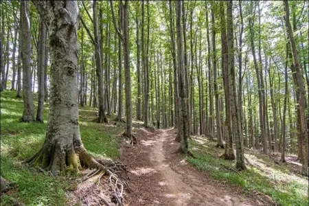 Le Paradis et Espace, Retraite avec vue sur la forêt de Rendeux - Photo 26