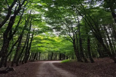 Le Paradis et Espace, Retraite avec vue sur la forêt de Rendeux - Photo 29