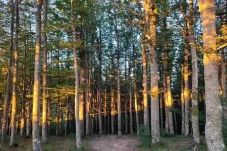 Le Paradis et Espace, Retraite avec vue sur la forêt de Rendeux - Photo 30