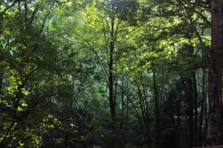 Le Paradis et Espace, Retraite avec vue sur la forêt de Rendeux - Photo 31