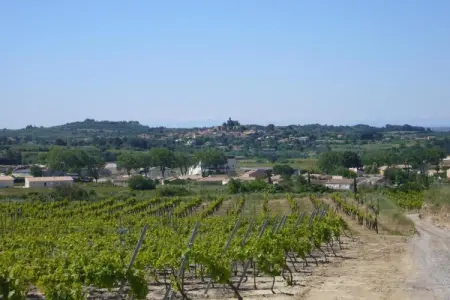 Mas des Trabesses, Villa à Campagnan avec piscine et vignobles - Photo 34
