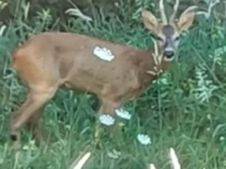Chalet Médiéval à Domme avec Spa et Parking, Gite 4 personnes à Domme - Photo 16