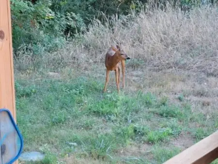 Chalet Médiéval à Domme avec Spa et Parking, Gite 4 personnes à Domme - Photo 17