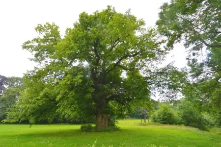 Le Vieux Tilleul du Château, Maison familiale Forestview - Photo 19