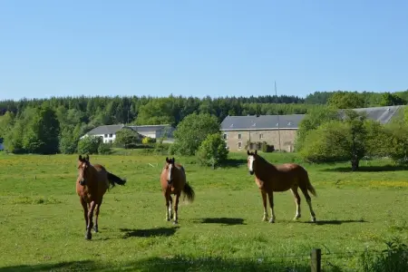 Haute Levée, Maison à Stavelot près des thermes - Photo 32