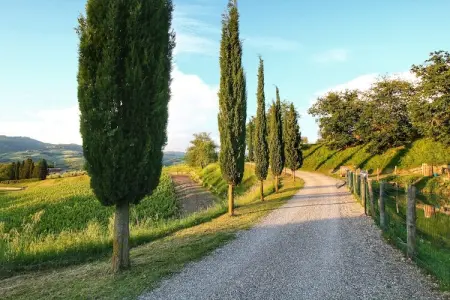 Villa Ulivo, Ferme à flanc de colline du Chianti - Photo 34