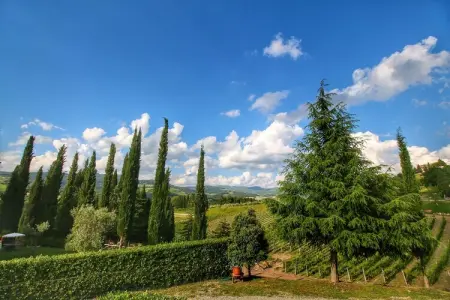 Villa Ulivo, Ferme à flanc de colline du Chianti - Photo 35