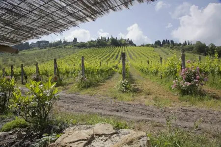 Villa Ulivo, Ferme à flanc de colline du Chianti - Photo 38