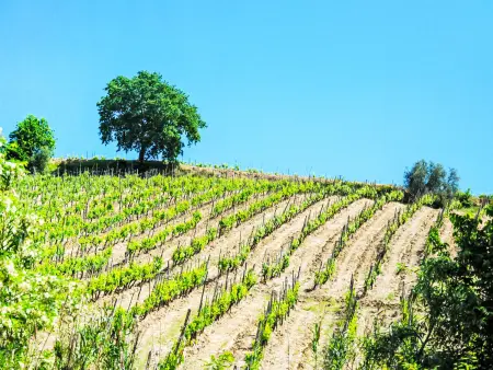 Le Buche, Gite 4 personnes à Castellina in Chianti - Photo 28