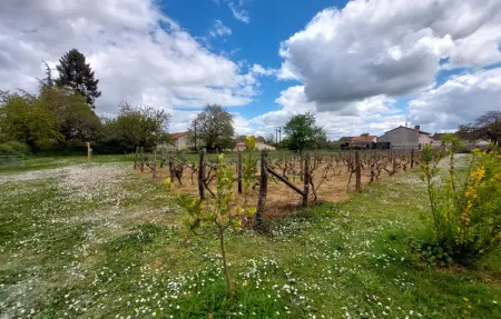 Holiday gite on a vineyard, Maison 4 personnes à Savigné - Photo 11