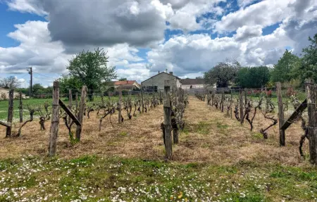 Holiday gite on a vineyard, Maison 4 personnes à Savigné - Photo 12