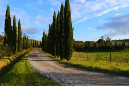 Da Vinci sette, Ferme à Vinci avec piscine et vignobles - Photo 9