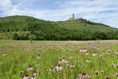 Montecchio, Ferme de sérénité à Castiglion Fiorentino - Photo 35