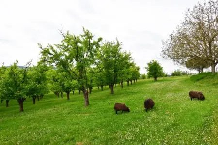 Maison Lamothe, Chalet au pays du vin - Photo 32