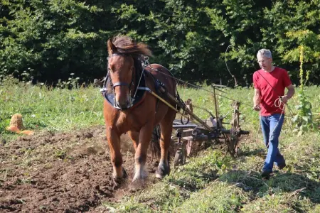 Sapin-Paul, Ferme confortable près de Houffalize - Photo 38