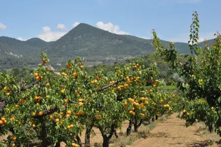 Les Collines, Villa à Malaucène près du Mont Ventoux - Photo 37