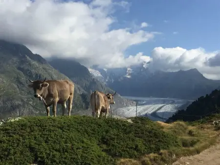 Amici 1. OG West, Appartement 4 personnes à Riederalp - Photo 16