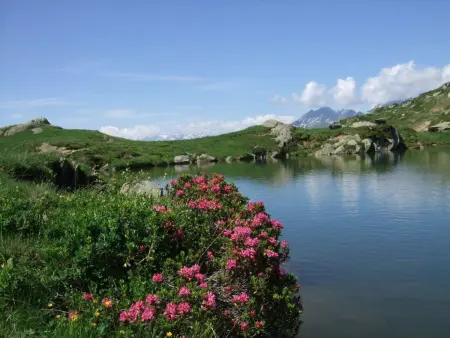 Amici 1. OG West, Appartement 4 personnes à Riederalp - Photo 40