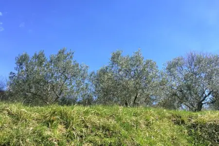 Gelso, Gîte à Piandiscò avec terrasse - Photo 18