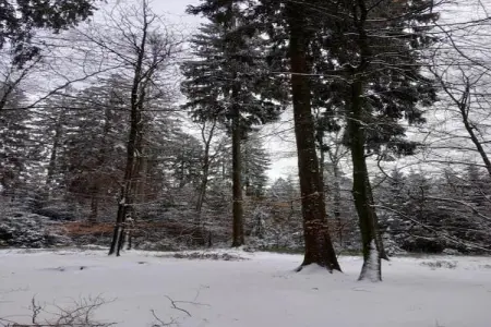 Les Bouleaux, Chalet de charme à Vielsalm - Photo 39