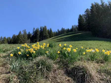 Meieli, Appartement 2 personnes à Lenk - Photo 11