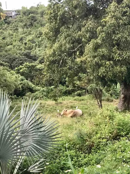 Chalet charmant à Le Gosier avec piscine privée - Photo 22
