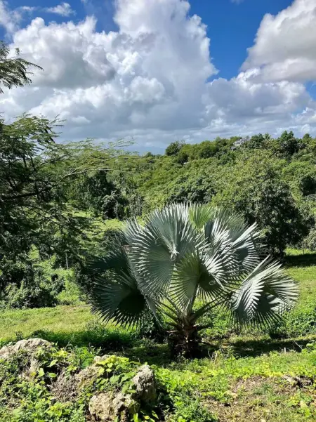 Chalet charmant à Le Gosier avec piscine privée - Photo 23