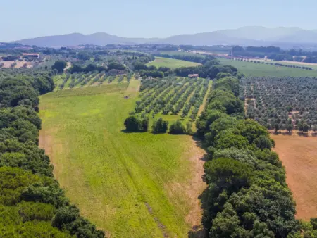 Rustico, Maison 5 personnes à Bibbona - Photo 48