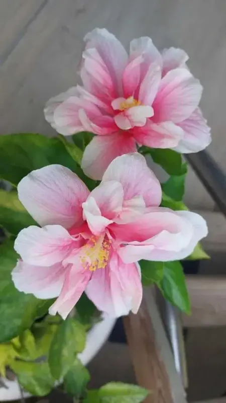 Maison avec piscine privée à Anse-Bertrand, Maison 2 personnes à Anse Bertrand - Photo 15