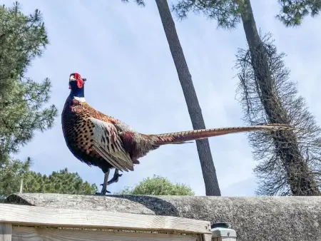 La Faisanderie, Maison 6 personnes à Ile de Re - Photo 16