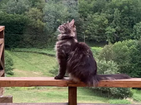 Le Mas dAmour, Maison 3 personnes à Montcabrier - Photo 54