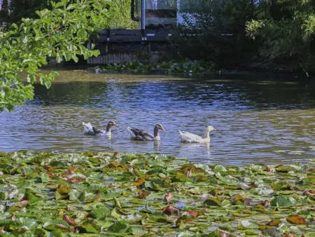 Ooievaarsnest, Chalet 2 personnes à Geel - Photo 28