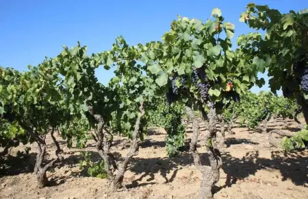 Maison charmante près des vignes - 80 m², Maison 5 personnes à La Garde Freinet - Photo 40