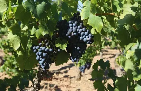 Maison charmante près des vignes - 80 m², Maison 5 personnes à La Garde Freinet - Photo 42